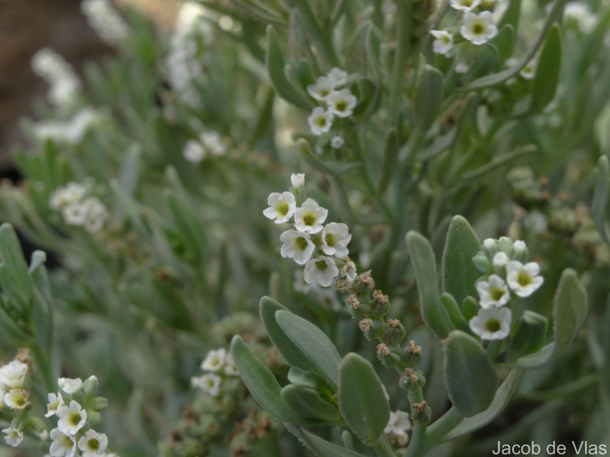 Heliotropium curassavicum L.